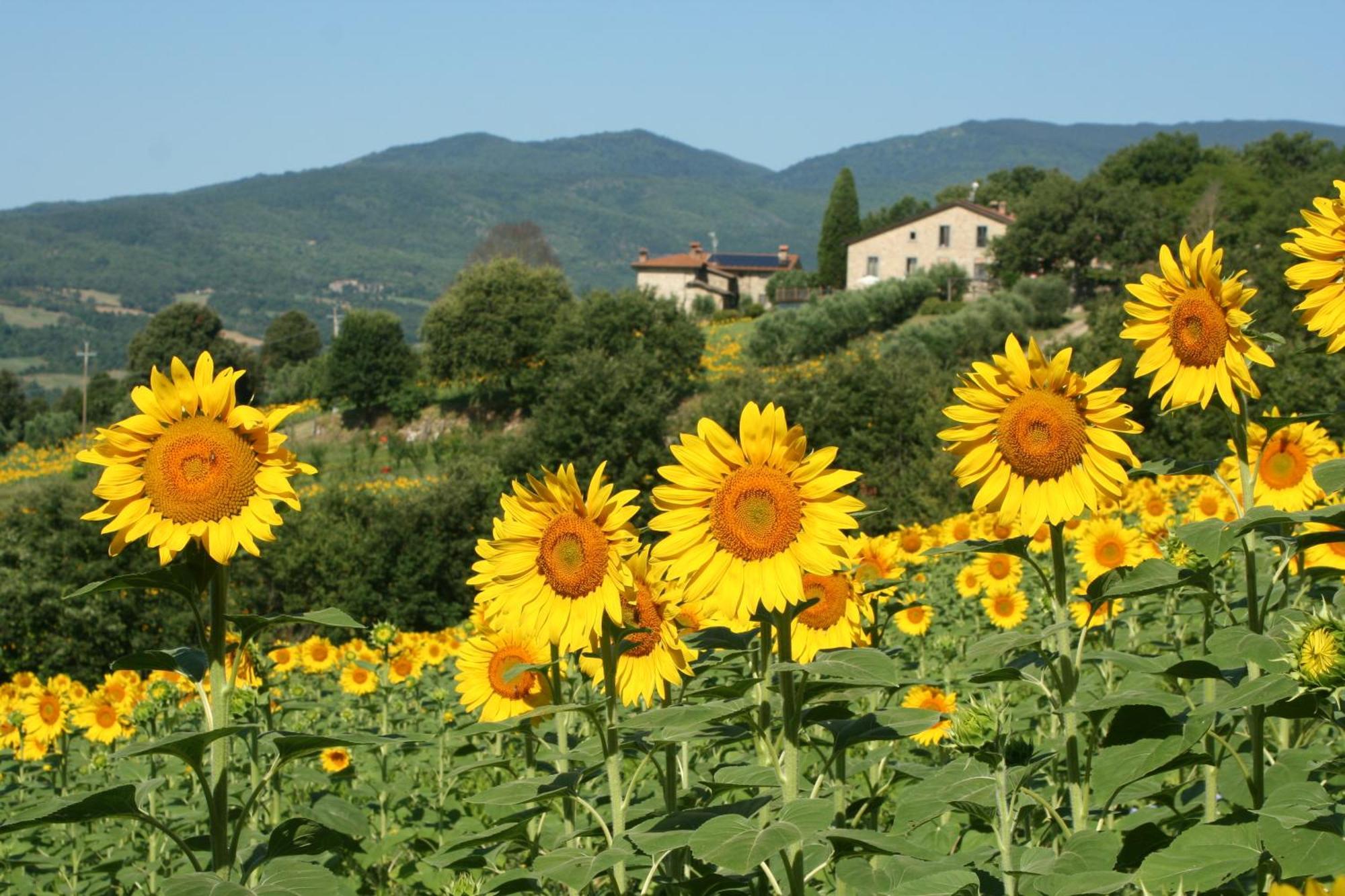 Agriturismo Le Ceregne Bio Pieve Santo Stefano Extérieur photo